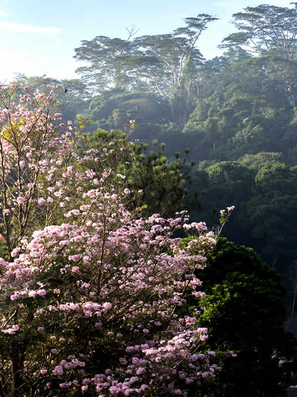 Botanical Gardens Kandy