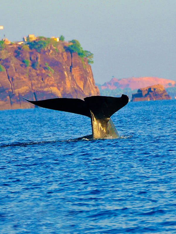 Trincomalee-Whale-Watching
