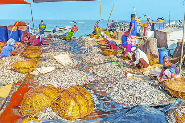 Negombo-Fish-Market-Tour-1
