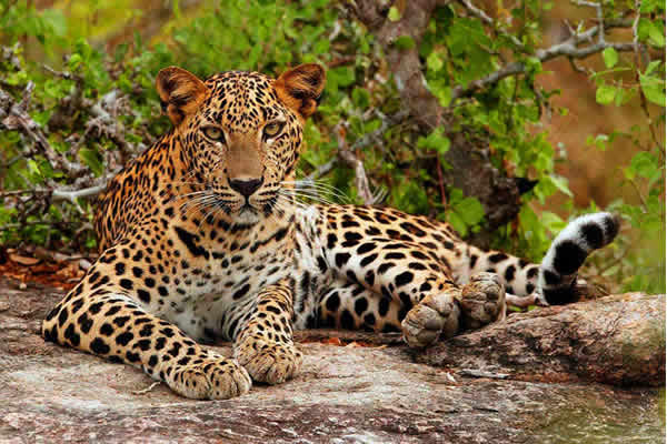leopard-yala